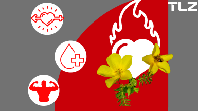 Warum ist Tribulus Terrestris so wichtig für unseren Hormonhaushalt?